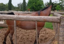 La Secretaría de Seguridad sigue aplicando ordenanza sobre animales sueltos