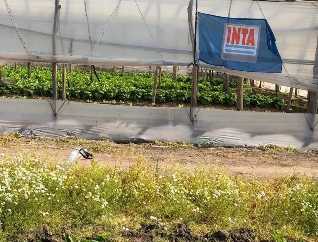 17-11-25 INTA RECORTE_15_11zon