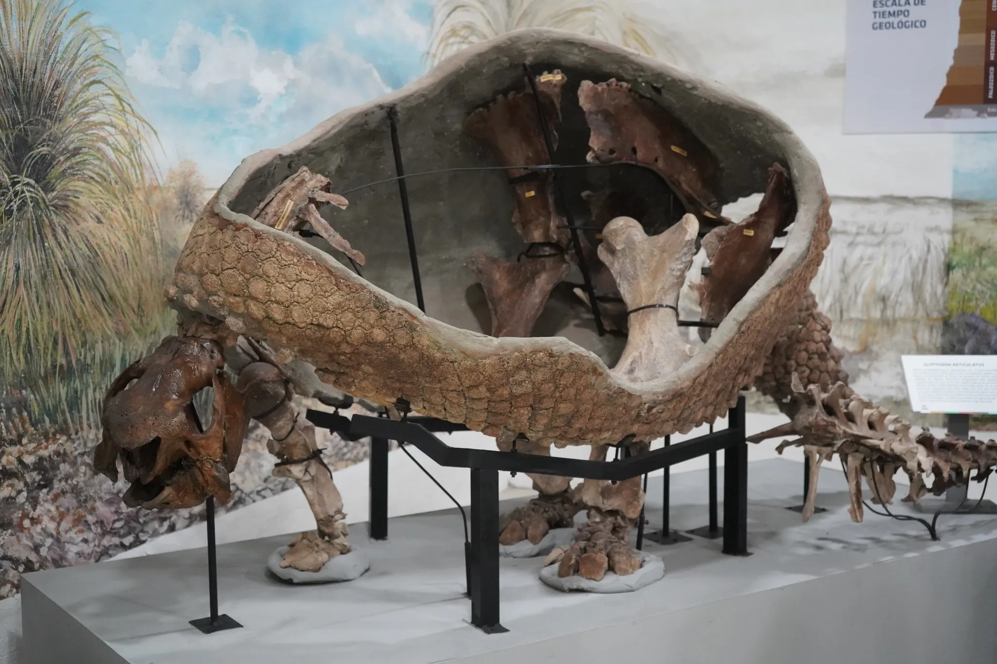 24-11-25 MUSEO FOSIL_15_11zon