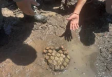 Hallan gliptodonte en el lecho del Río Luján