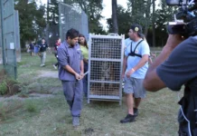 Comenzaron a trasladar a destinos europeos, animales del ex Zoo Luján