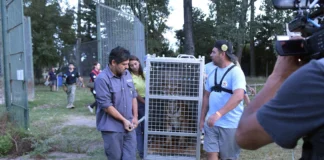 Comenzaron a trasladar a destinos europeos, animales del ex Zoo Luján