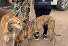 Histórico fallo judicial: secuestran galgos utilizados para la caza ilegal y los entregan a una ONG