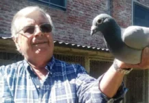 Colombofilia: Alfredo Borgarelli con doble premiación en carrera de 190 km